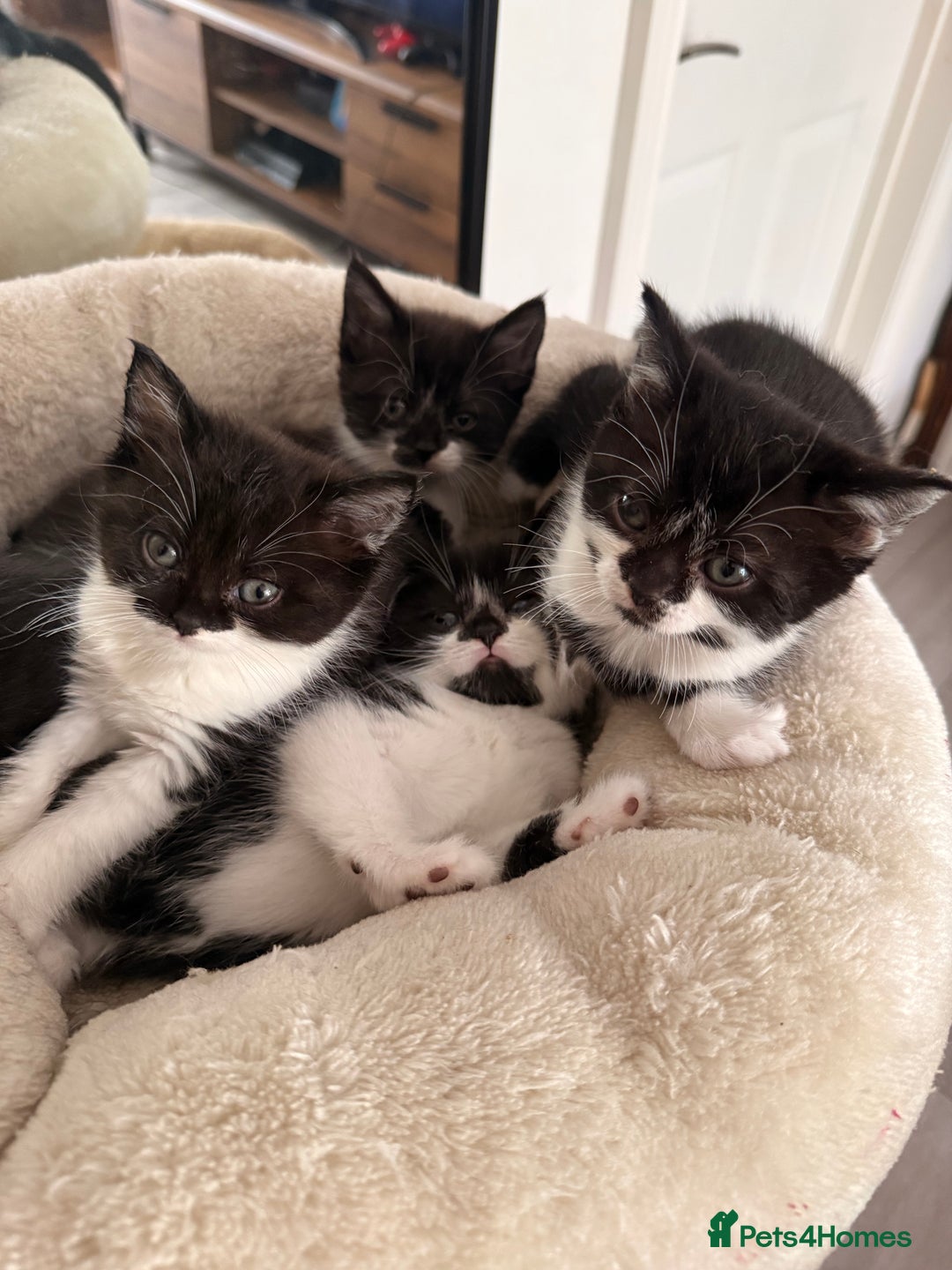 Mixed Breed cats for sale: Half British shorthair kittens  - Image 6