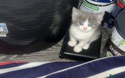 Mixed Breed cats for sale: 4 beautiful kittens  - Image 1