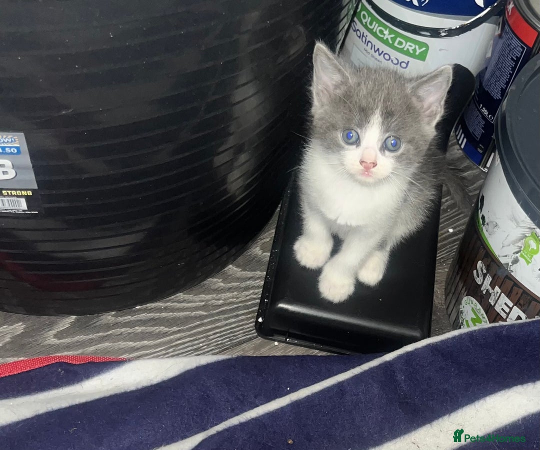 Mixed Breed cats for sale: 4 beautiful kittens  - Image 1