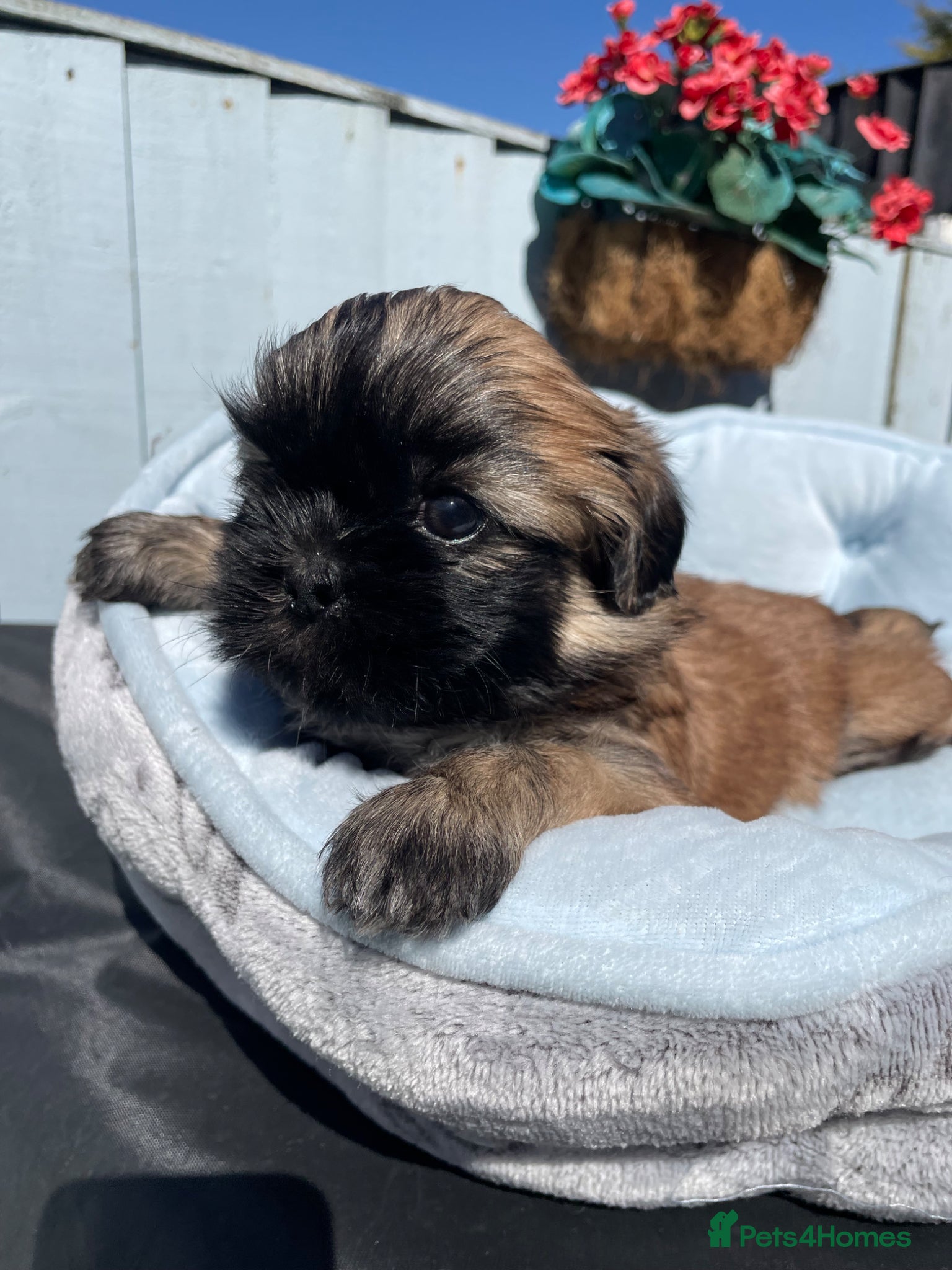 Shih Tzu dogs KC reg standard shihtzu - Advert 2