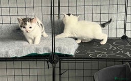 Mixed Breed cats for sale: Beautiful friendly kittens  - Advert 2