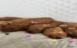 Cavapoo dogs for sale: Beautiful Red F1b Cavapoo Puppies - Advert 18