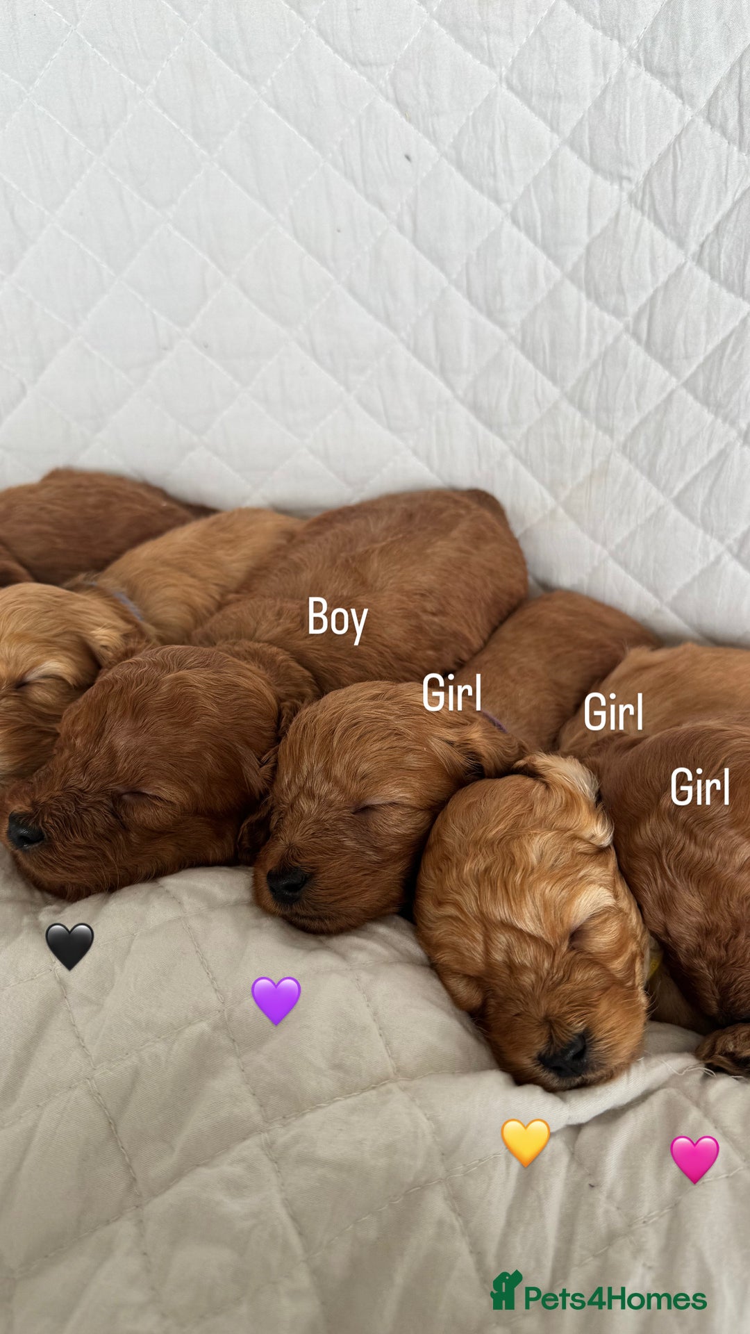 Cavapoo dogs for sale: Beautiful Red F1b Cavapoo Puppies - Advert 18