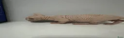 Sphynx cats for sale: Bambino Sphynx kittens  - Advert 5