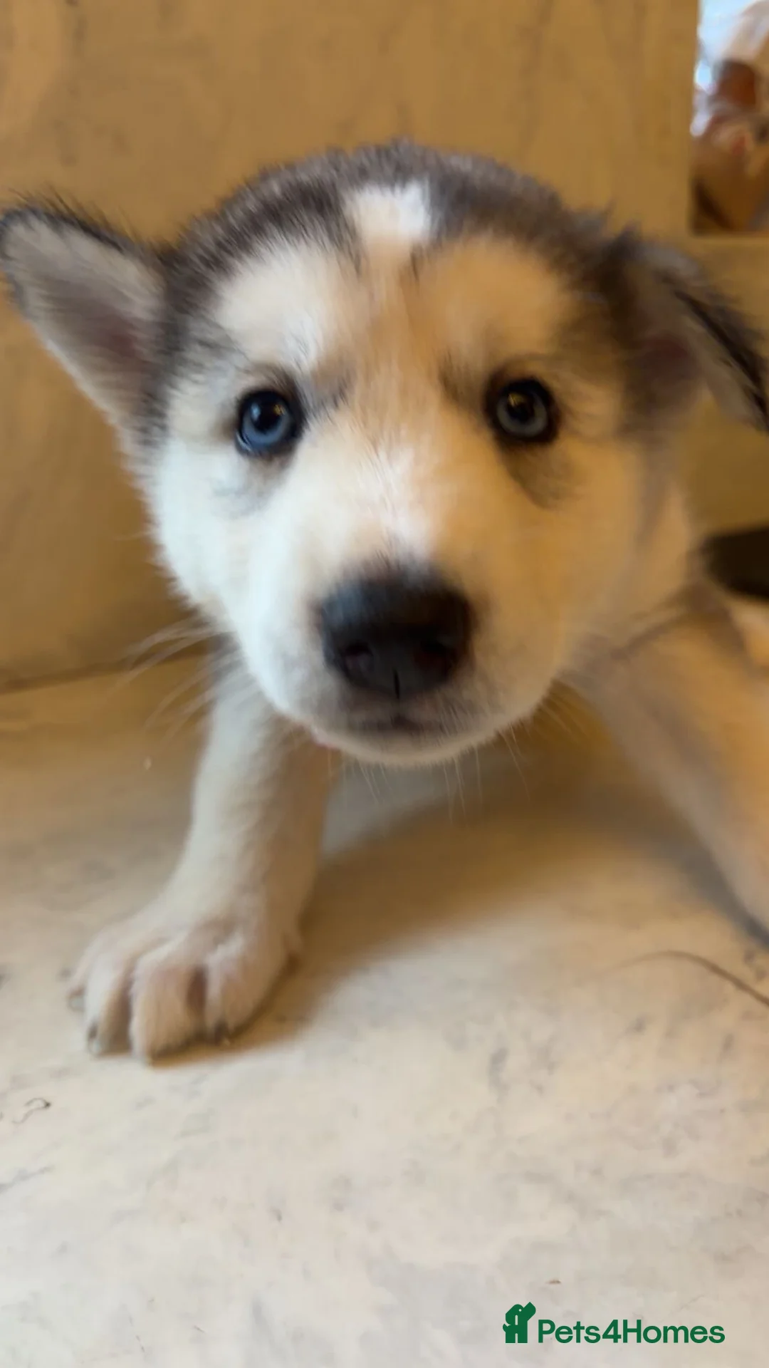 Northern Inuit dogs for sale: Northern Innuit puppies for sale  - Advert 29