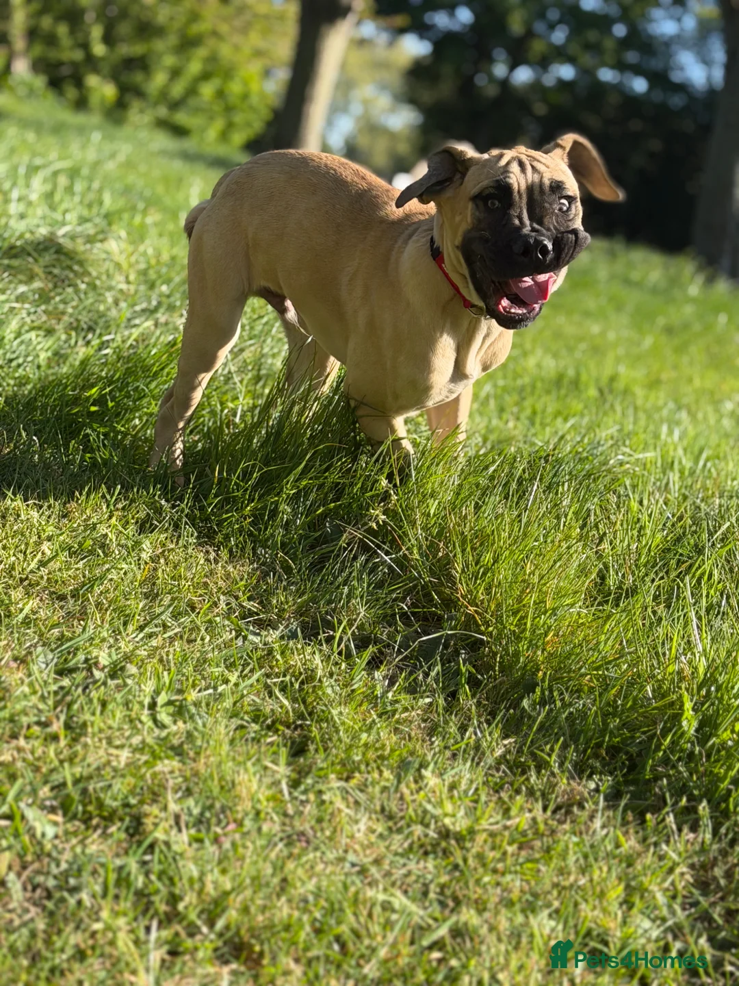Mixed Breed dogs for sale: Neapolitan Mastiff x Cane Corso Puppy – URGENT in Romford - Advert 3