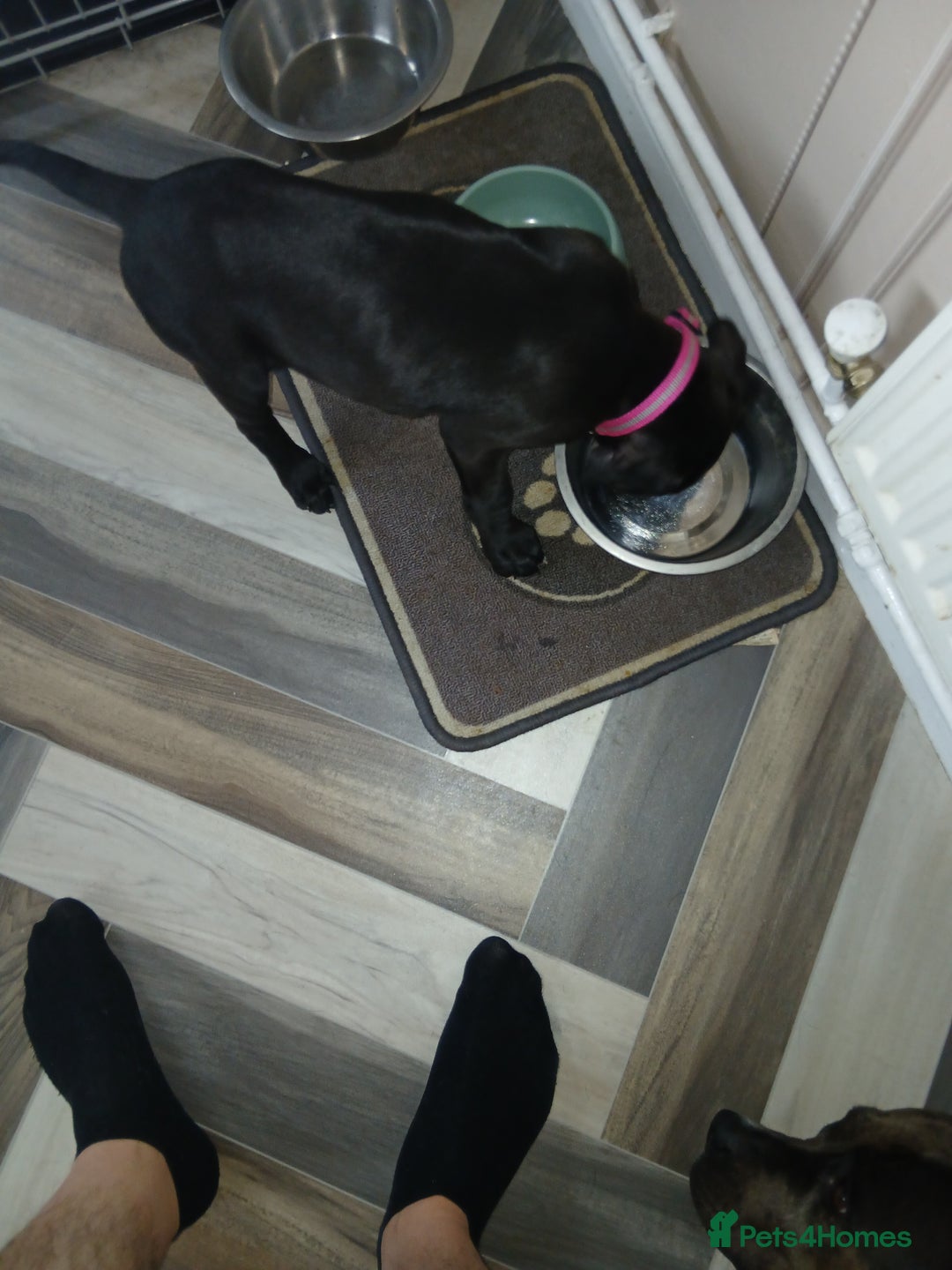 Staffordshire Bull Terrier dogs for sale: Staffordshire bull terror puppies  in London - Image 33