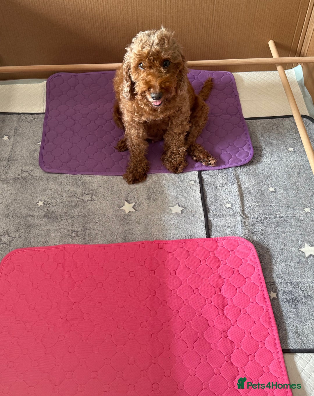 Cockapoo dogs for sale: Beautiful cockapoo puppies  - Image 11
