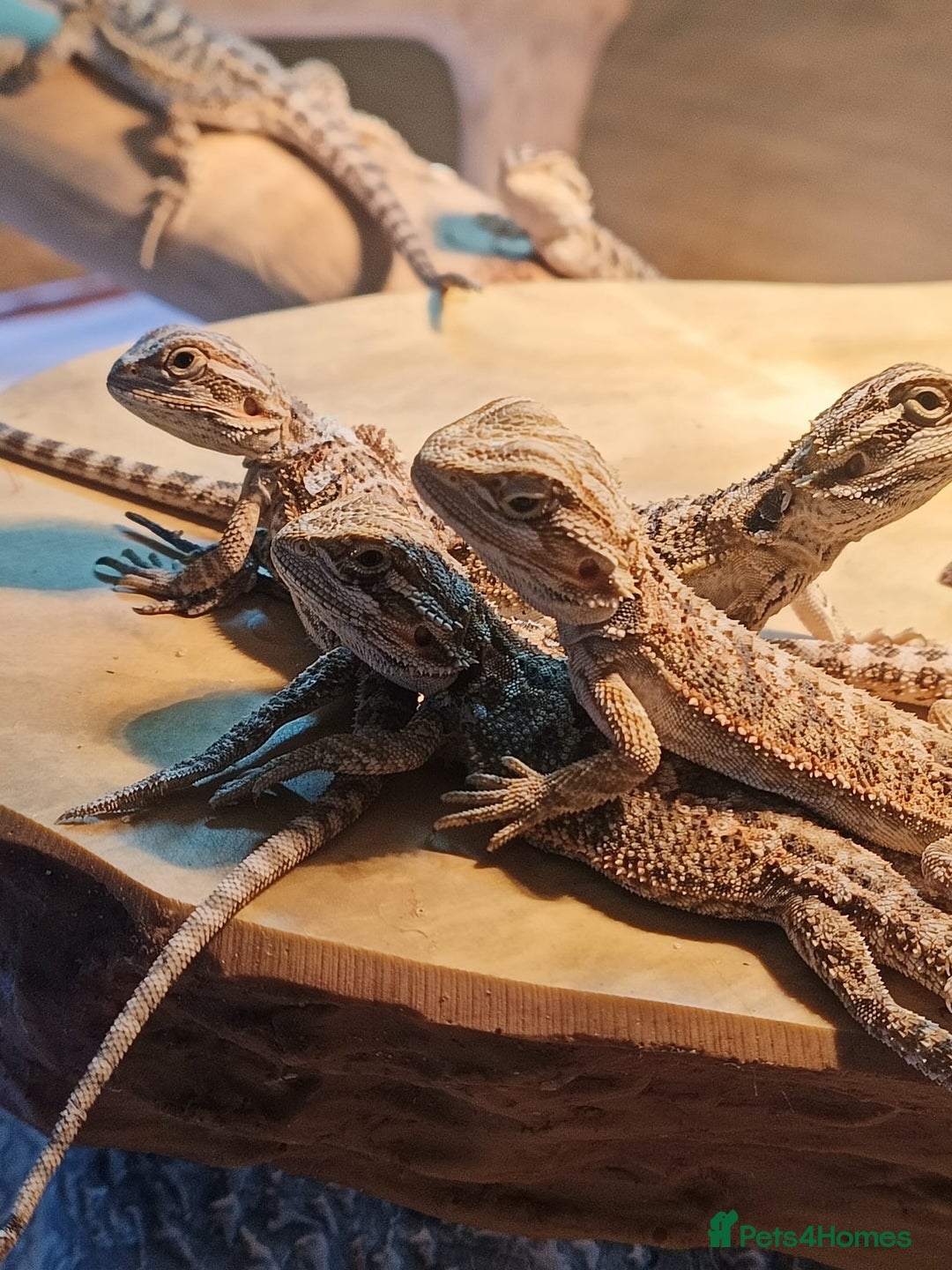 Bearded Dragon reptiles for sale: Baby bearded dragons £45 per baby  - Advert 6