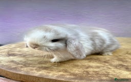Mini Lop rabbits for sale: Beautiful Mini Lops - Image 3