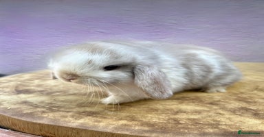 Mini Lop rabbits - Advert 8