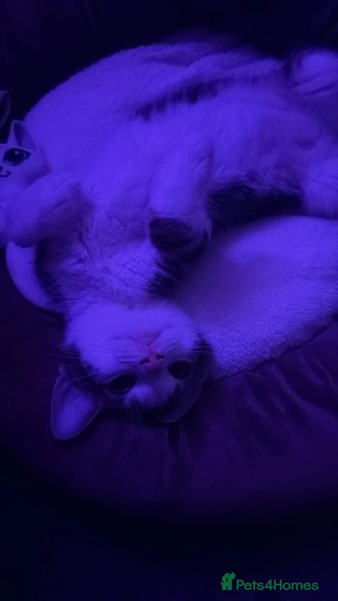 American Wirehair cats for sale: American wirehair kitten  - Advert 1