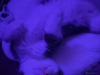 American Wirehair cats American wirehair kitten - Advert 2