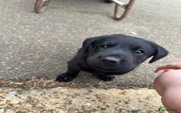 Labrador Retriever dogs for sale: Two Labrador Dog Puppies - black - Image 6