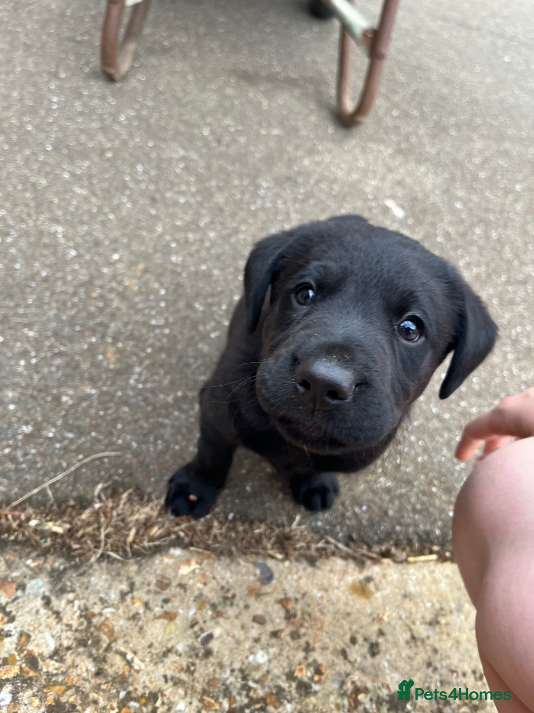 Labrador Retriever dogs for sale: Two Labrador Dog Puppies - black - Image 6