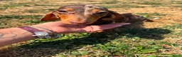 Miniature Dachshund dogs for sale: Miniature dachshund puppies  - Advert 2