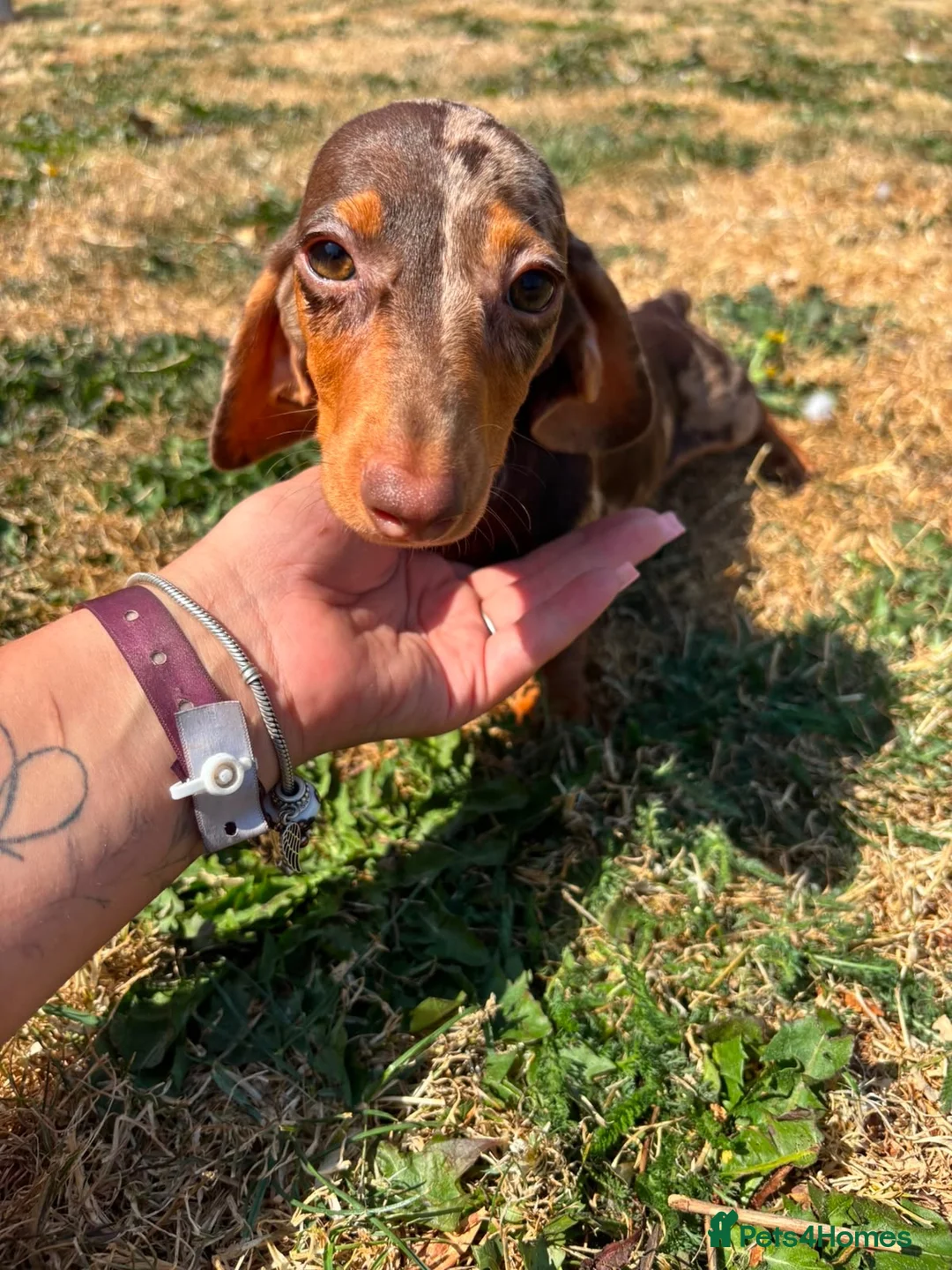 Miniature Dachshund dogs for sale: Miniature dachshund puppies  - Advert 2
