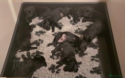 Labrador Retriever dogs for sale: KC Reg Fully Health Tested Black Labrador Puppies - Image 21