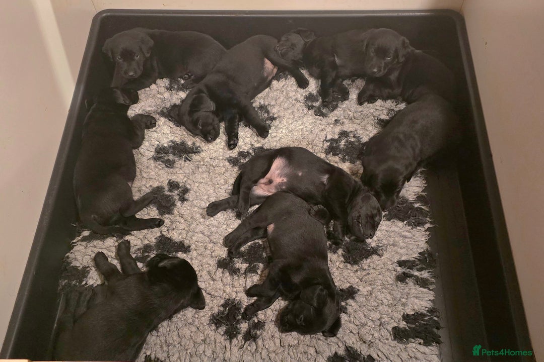 Labrador Retriever dogs for sale: KC Reg Fully Health Tested Black Labrador Puppies - Image 21