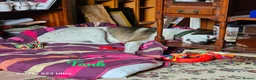 Mixed Breed dogs for adoption: Georgia & Tank, Available for adoption. - Advert 10