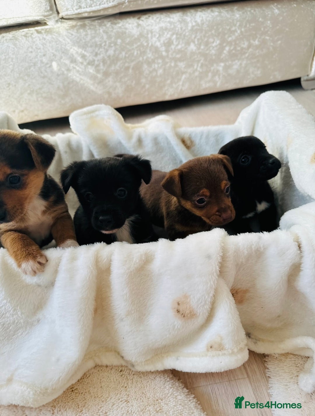 Patterjack dogs for sale: Beautiful patterjack puppies  - Advert 8
