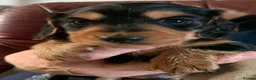 Dachshund dogs for sale: KC reg long hair dachshunds  - Advert 9