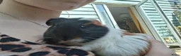 Guinea Pig rodents for sale: 2 female guinea pigs  in Milton Keynes - Advert 3
