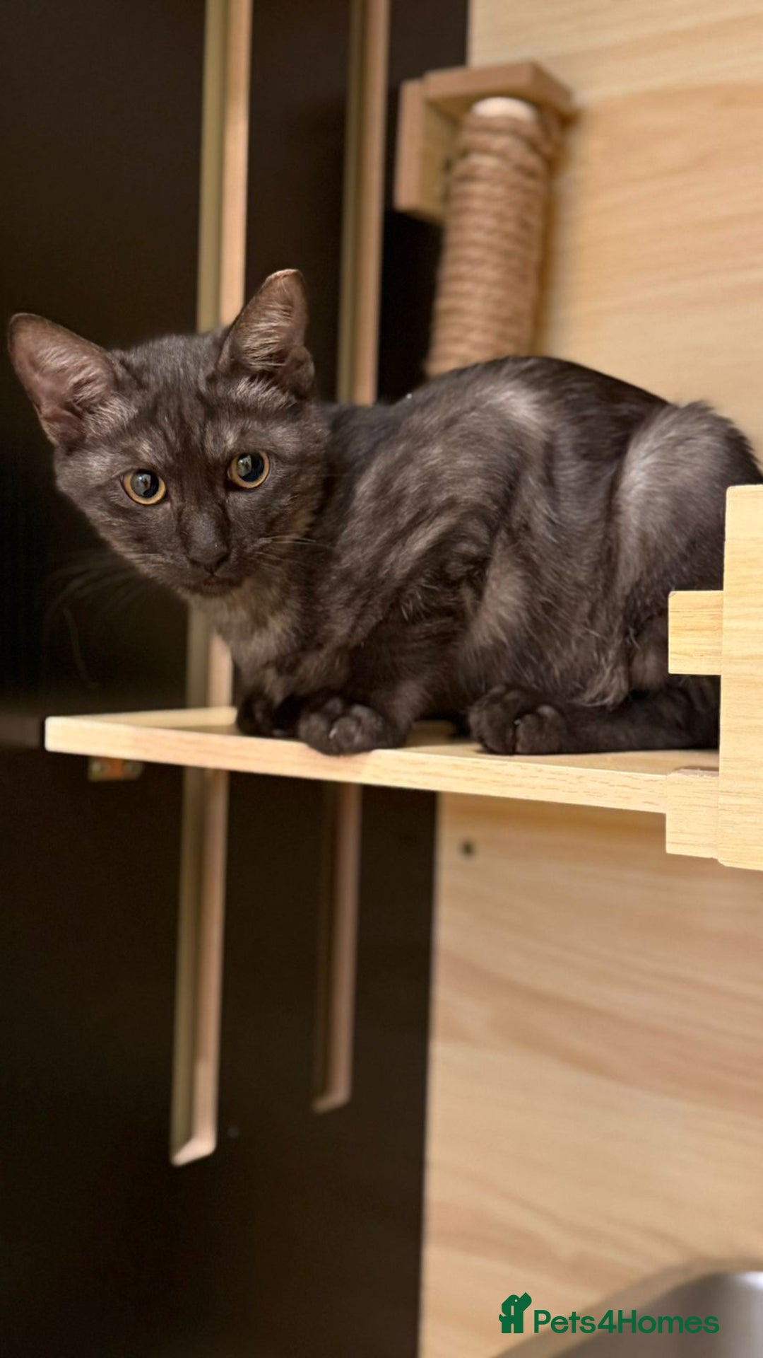 Mixed Breed cats for adoption: [Indoors Only] Lovely & Playful Trio Brothers - Advert 3