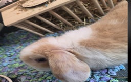 Mini Lop rabbits for sale: 🐰 Mini Lop Rabbits – Loving Homes Wanted 🏡 - Image 4