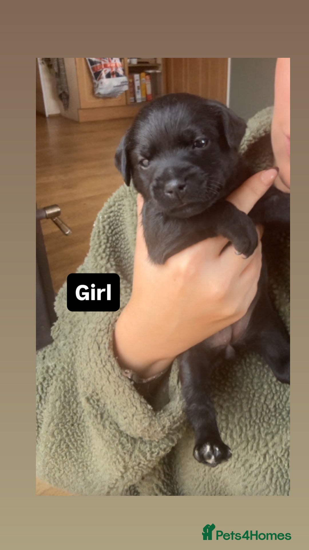 Patterdale Terrier dogs for sale: Patterdale terrier puppies  - Image 4