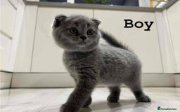 Scottish Fold cats for sale: Adorable kitten ready for their forever home  - Image 7