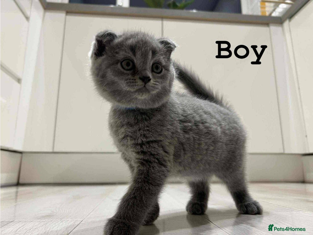 Scottish Fold cats for sale: Adorable kitten ready for their forever home  - Image 7