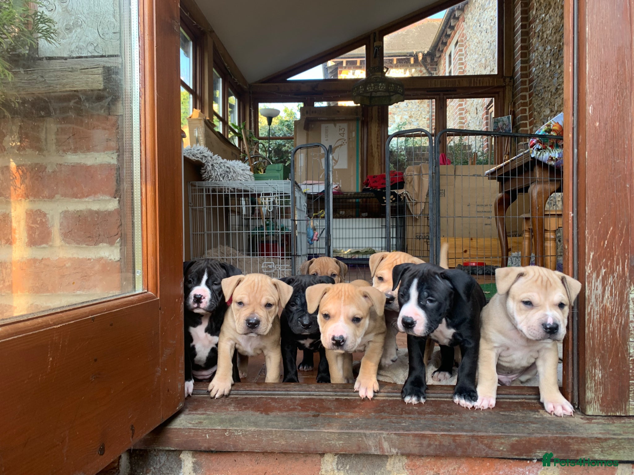 Mixed Breed dogs  8 Staffy mastiff x bulldog bully puppies  - Advert 16