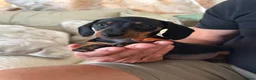 Miniature Dachshund dogs for sale: Miniature Dachshund Girls Ready to go now in Ashbourne - Advert 8