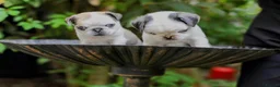 Pug dogs for sale: Panda pugs in Bishop Auckland - Advert 28
