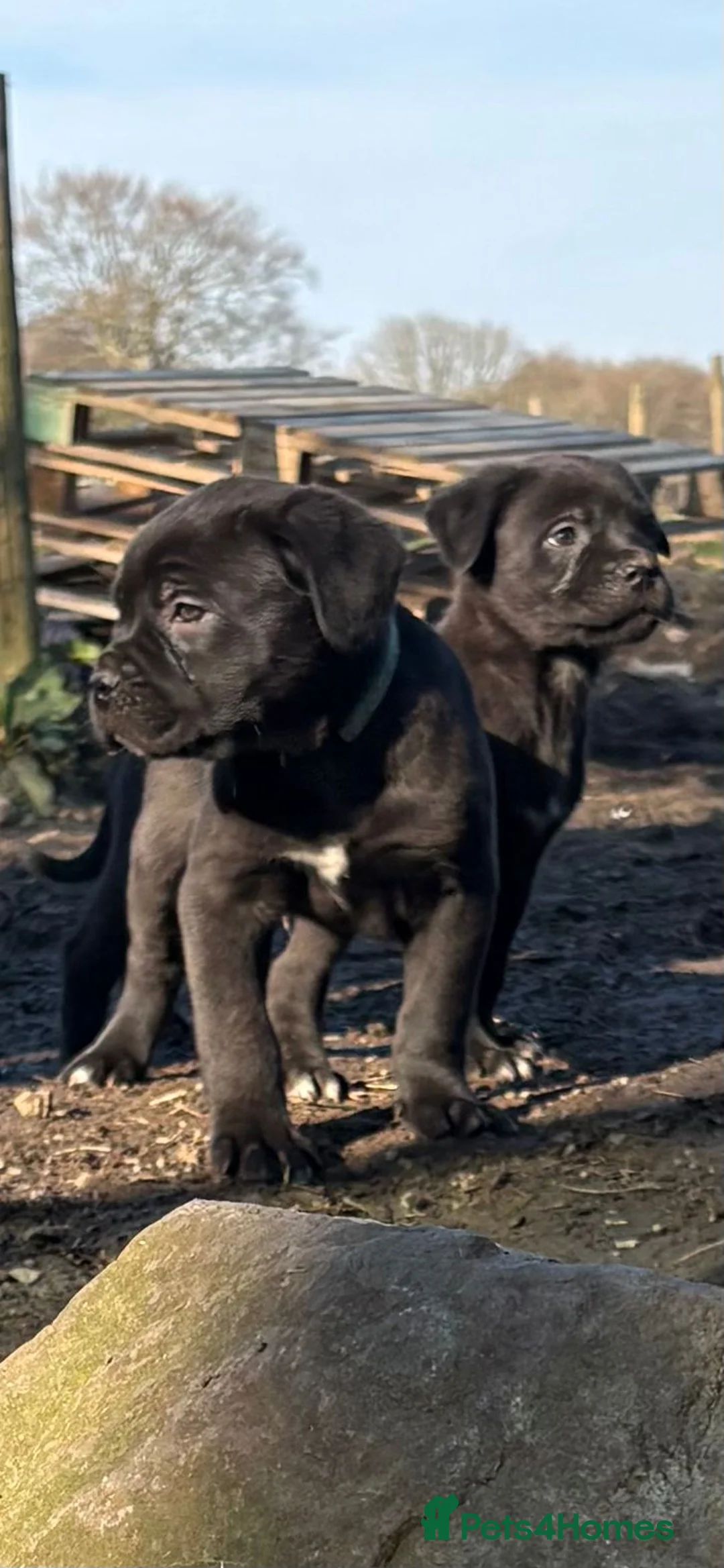 Cane Corso dogs for sale: READY TO LEAVE-AKC cane Corso puppies  - Advert 1