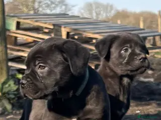 Cane Corso dogs READY TO LEAVE-AKC cane Corso puppies - Advert 4