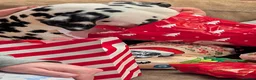 Dalmatian dogs for sale:  Harley, the enchanting half-Aussie is due soon. in Stafford - Advert 7