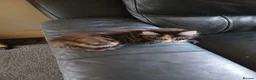 Maine Coon cats for sale: Stunning XL Maine Coon kittens - Advert 3