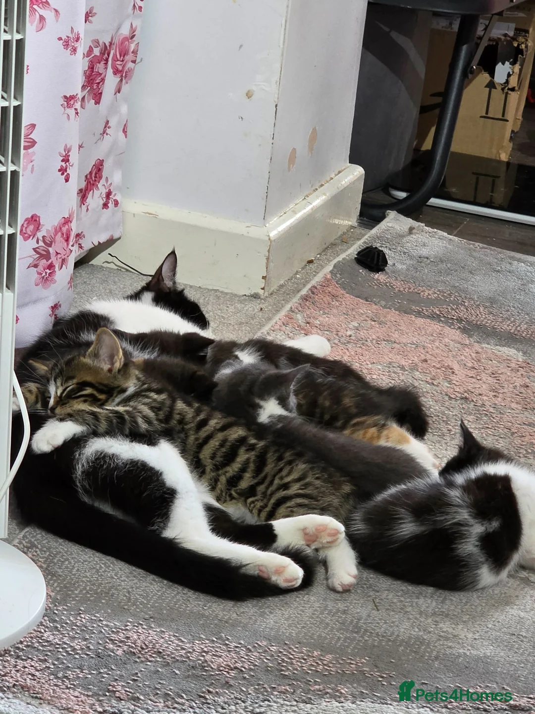 Mixed Breed cats for sale: Kittens for sale in Southampton - Advert 6