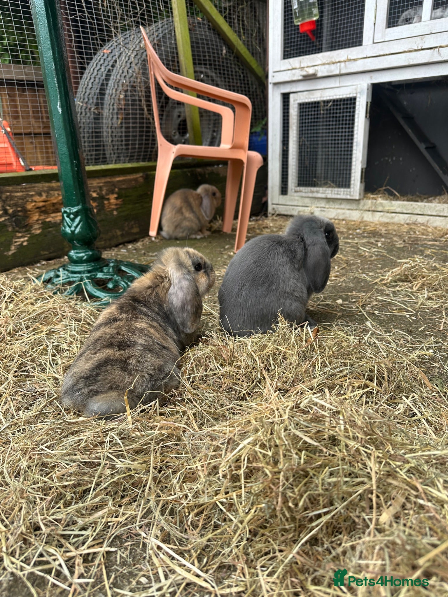 Mini Lop rabbits 4 mini lop babies  - Advert 1