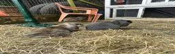 Mini Lop rabbits for sale: 4 mini lop babies  - Advert 1