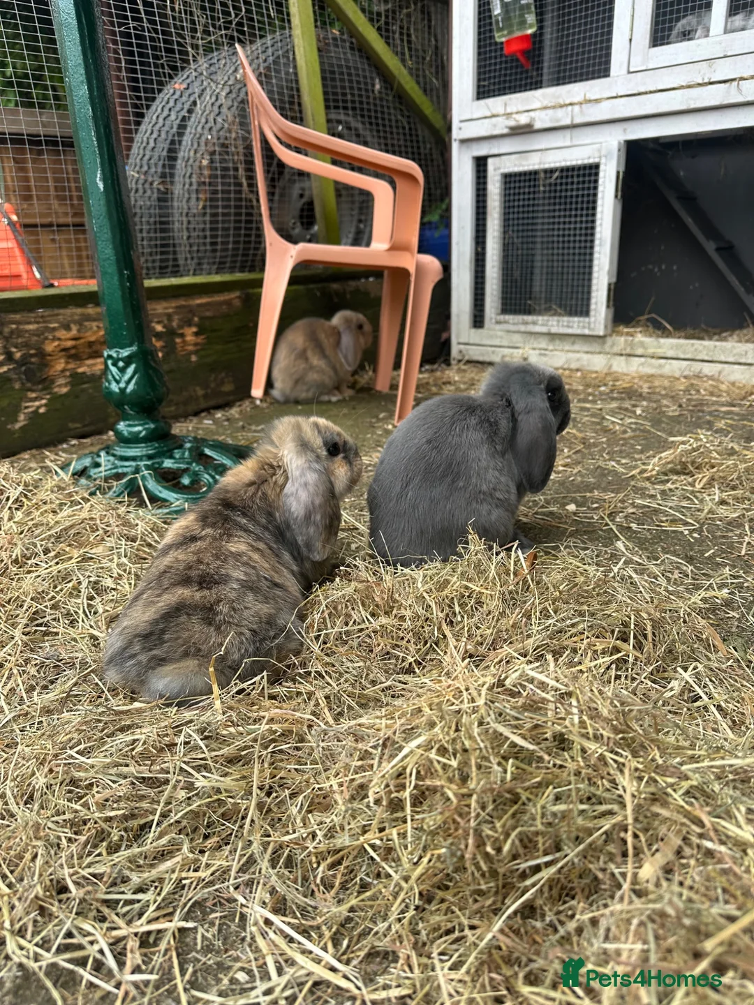 Mini Lop rabbits for sale: 4 mini lop babies  - Advert 1