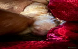 Bracco Italiano dogs for sale: Beautiful Bracco Pupoies - Image 11