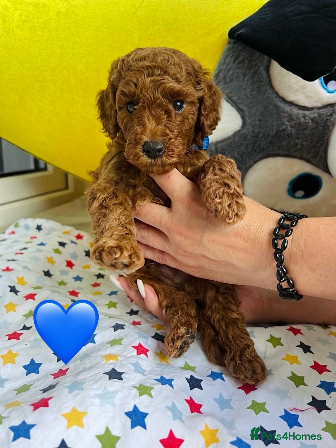 Toy Poodle dogs for sale: Charming Toy Poodle Puppies Ready for Their Homes - Image 5