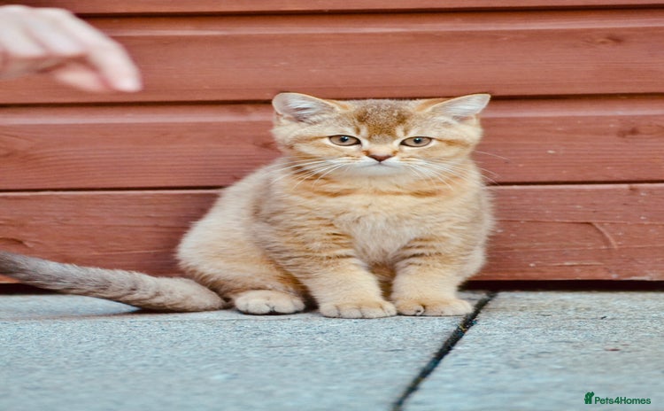 British Shorthair cats - Advert 1