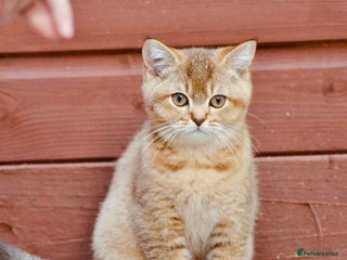 British Shorthair cats - Advert 11