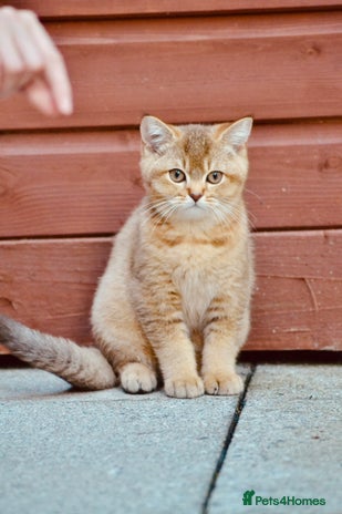 British Shorthair cats - Advert 7