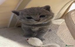 British Shorthair cats for sale: Quality British Shorthair Blue Kittens - Image 8