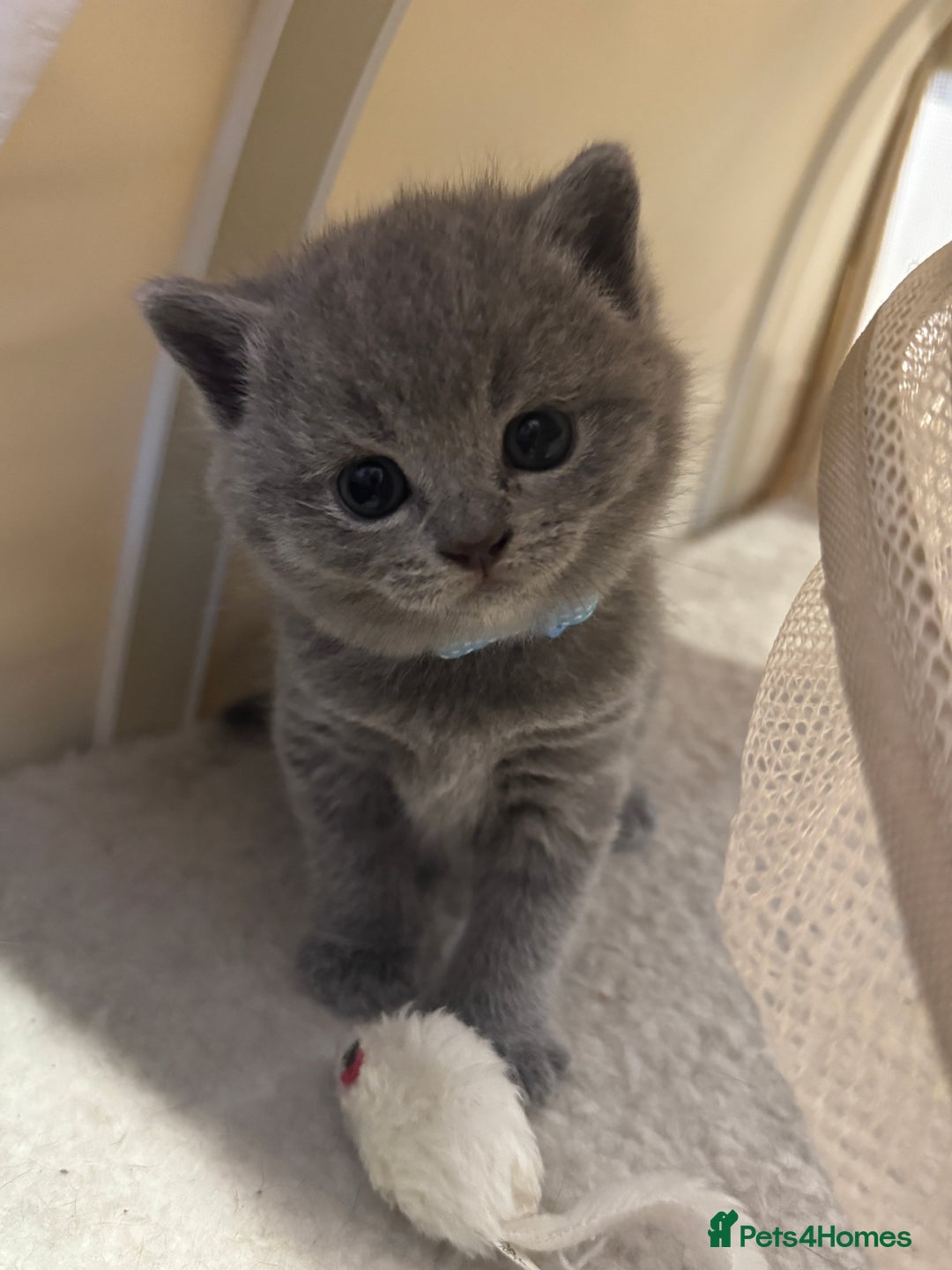 British Shorthair cats for sale: Quality British Shorthair Blue Kittens - Image 8